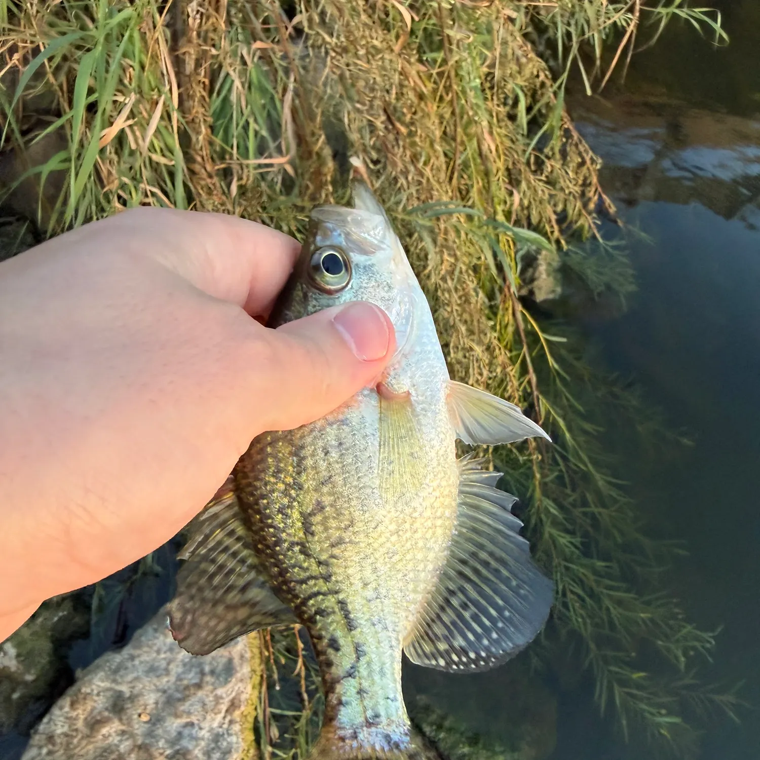 Black crappie caught on Fishbrain