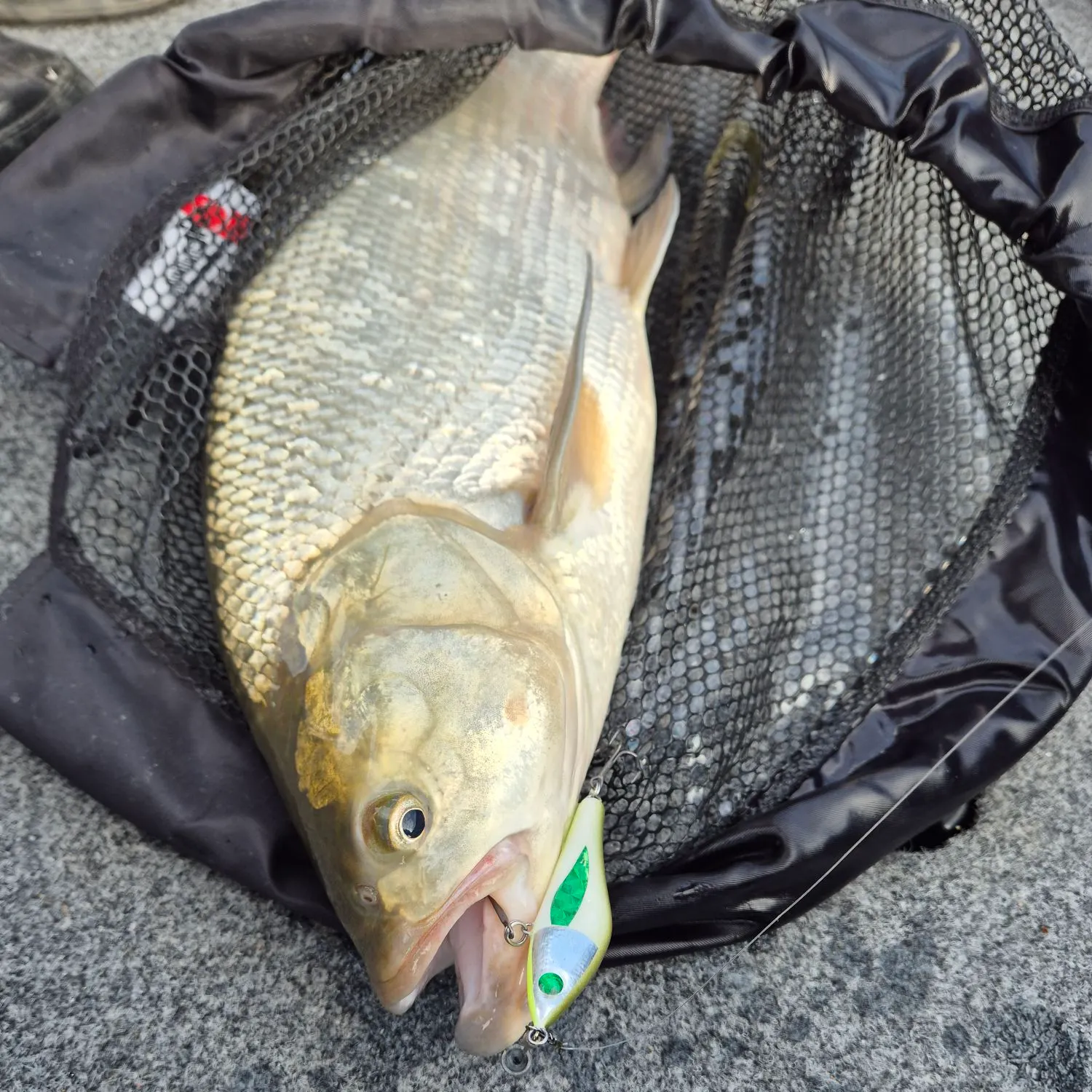 The most recent Asp catches on Fishbrain