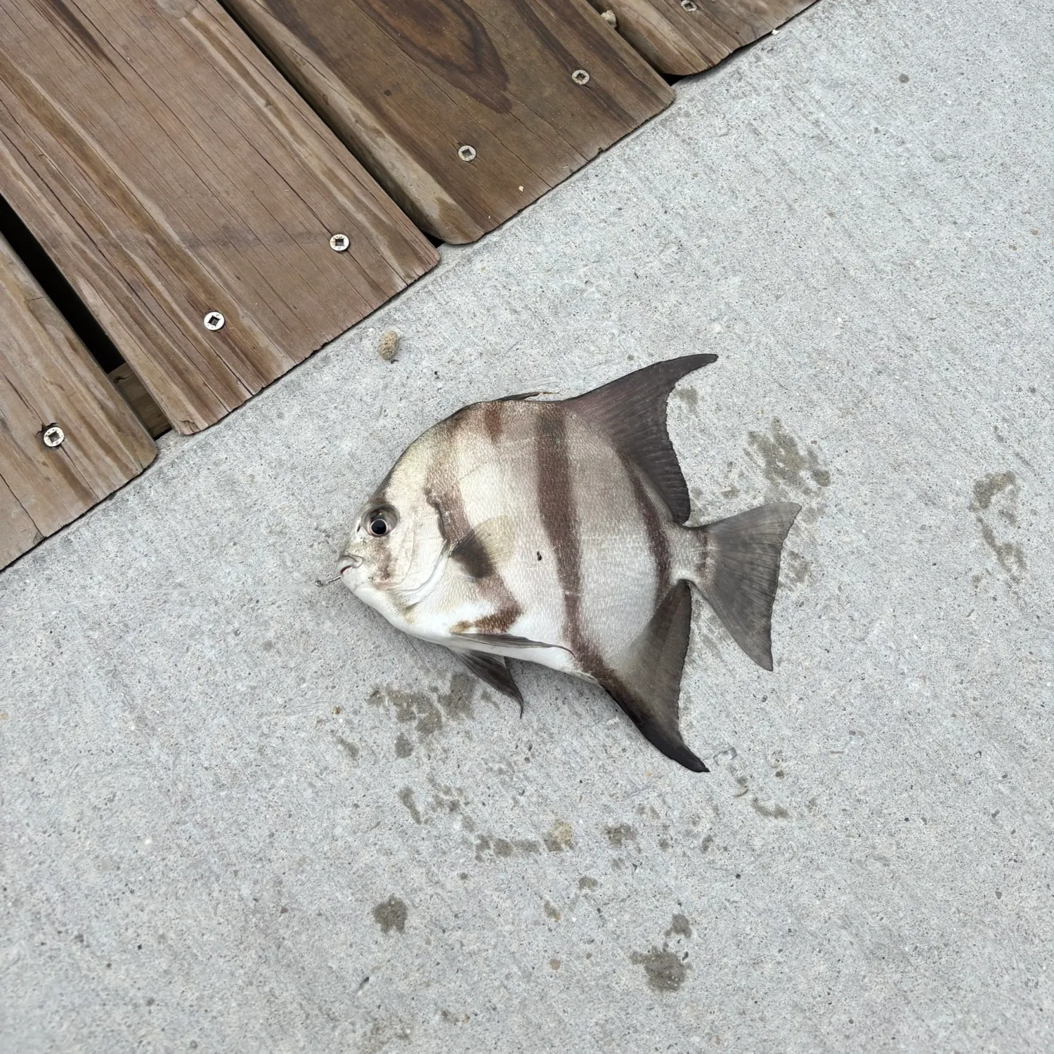 The most recent Atlantic spadefish catches on Fishbrain