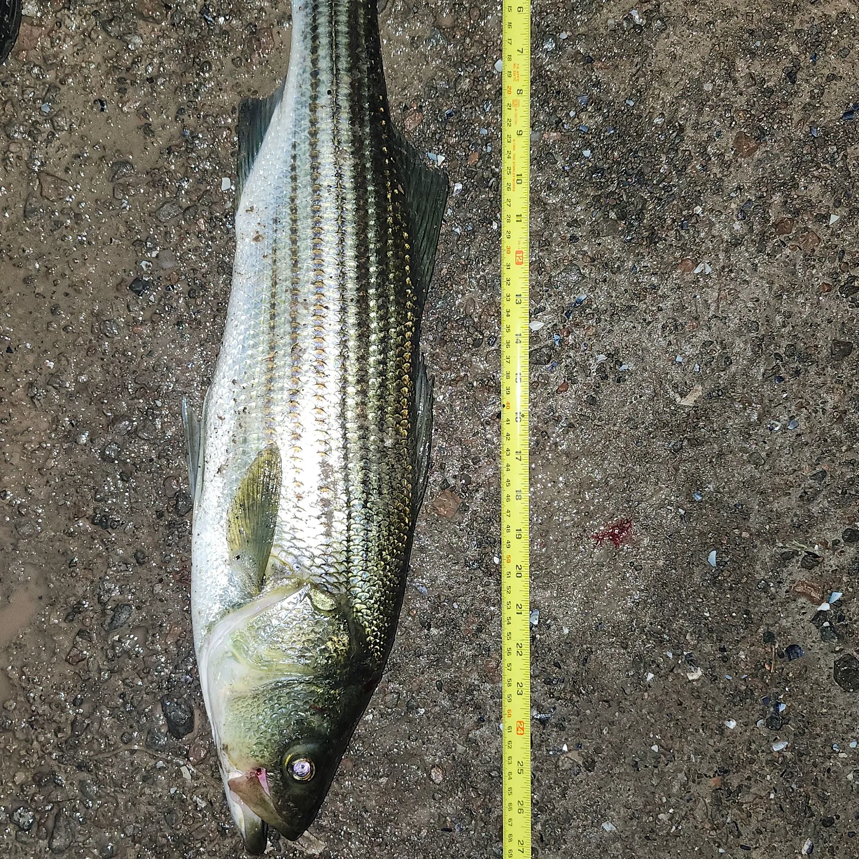 Striped bass caught on Fishbrain