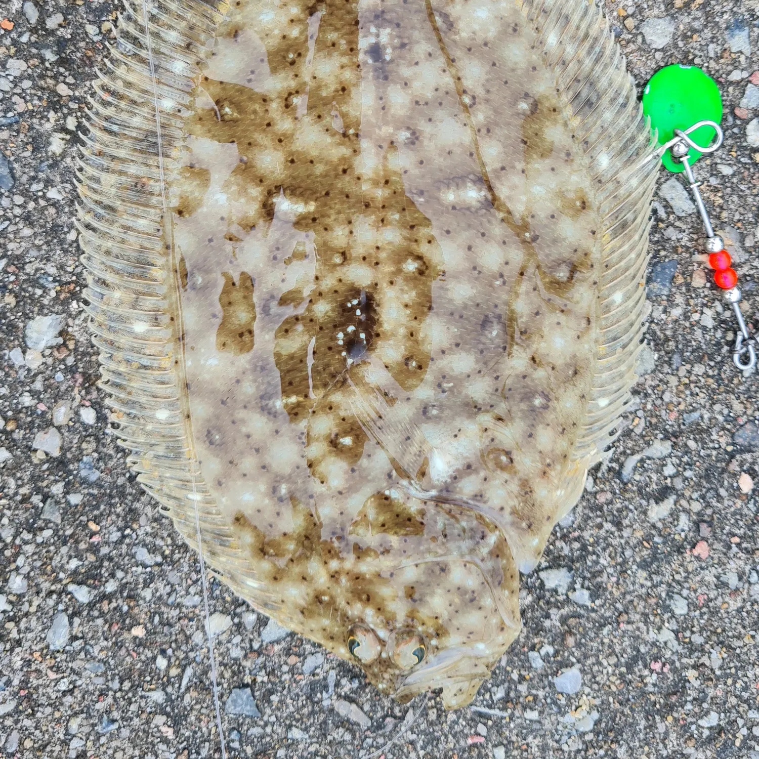 The most recent Largetooth flounder catches on Fishbrain