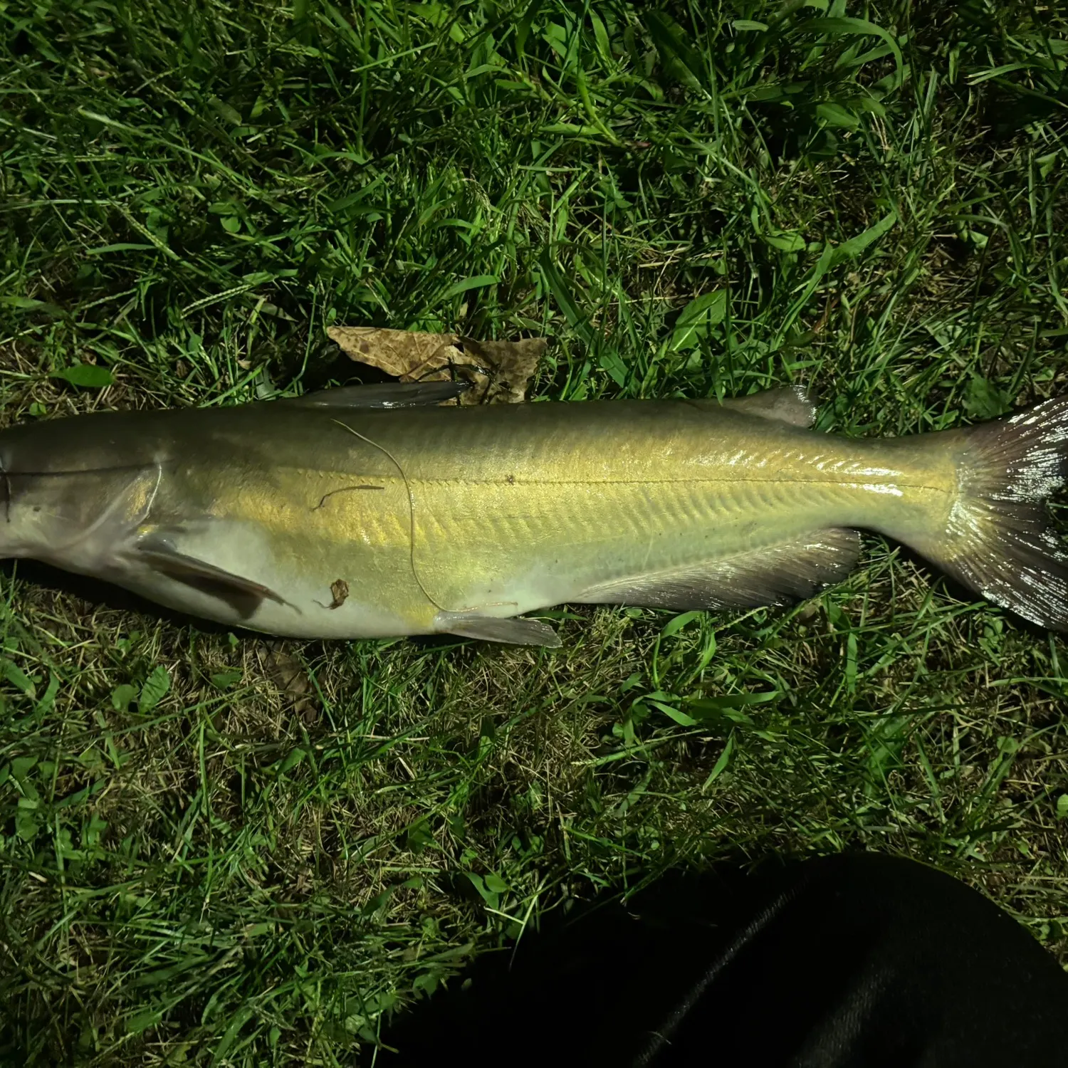 Channel catfish caught on Fishbrain