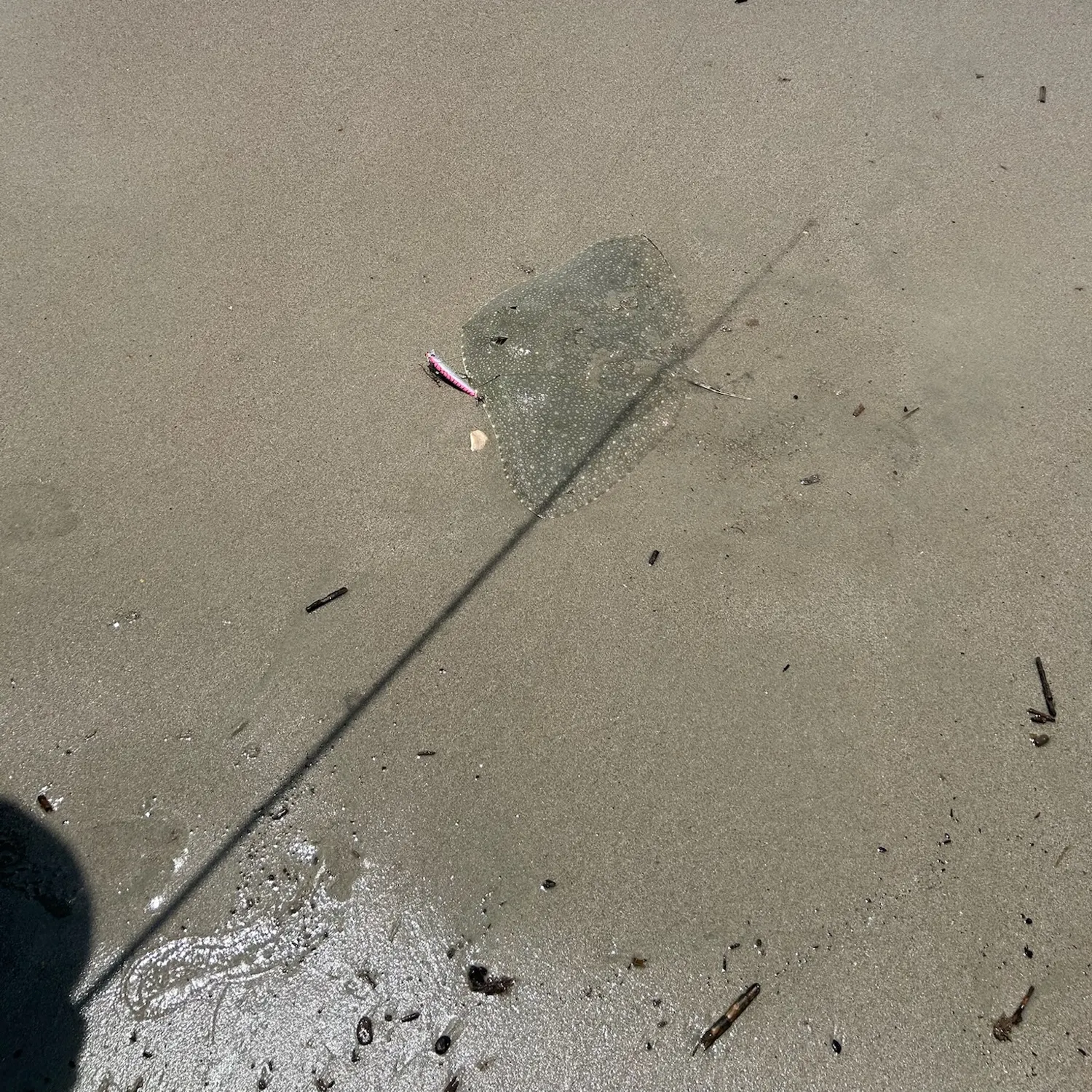 The most recent Backwater butterfly ray catches on Fishbrain