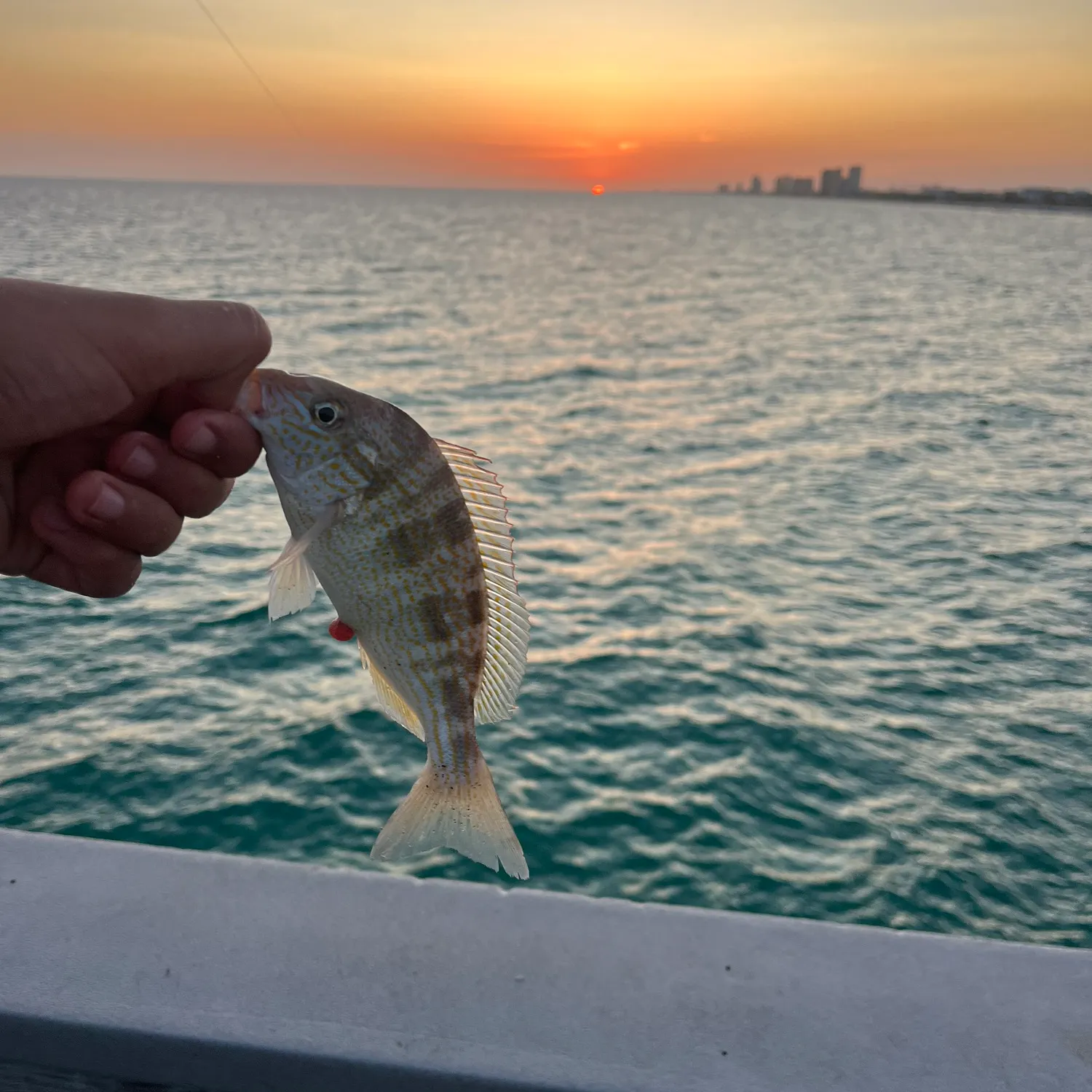 The most recent Pigfish catches on Fishbrain