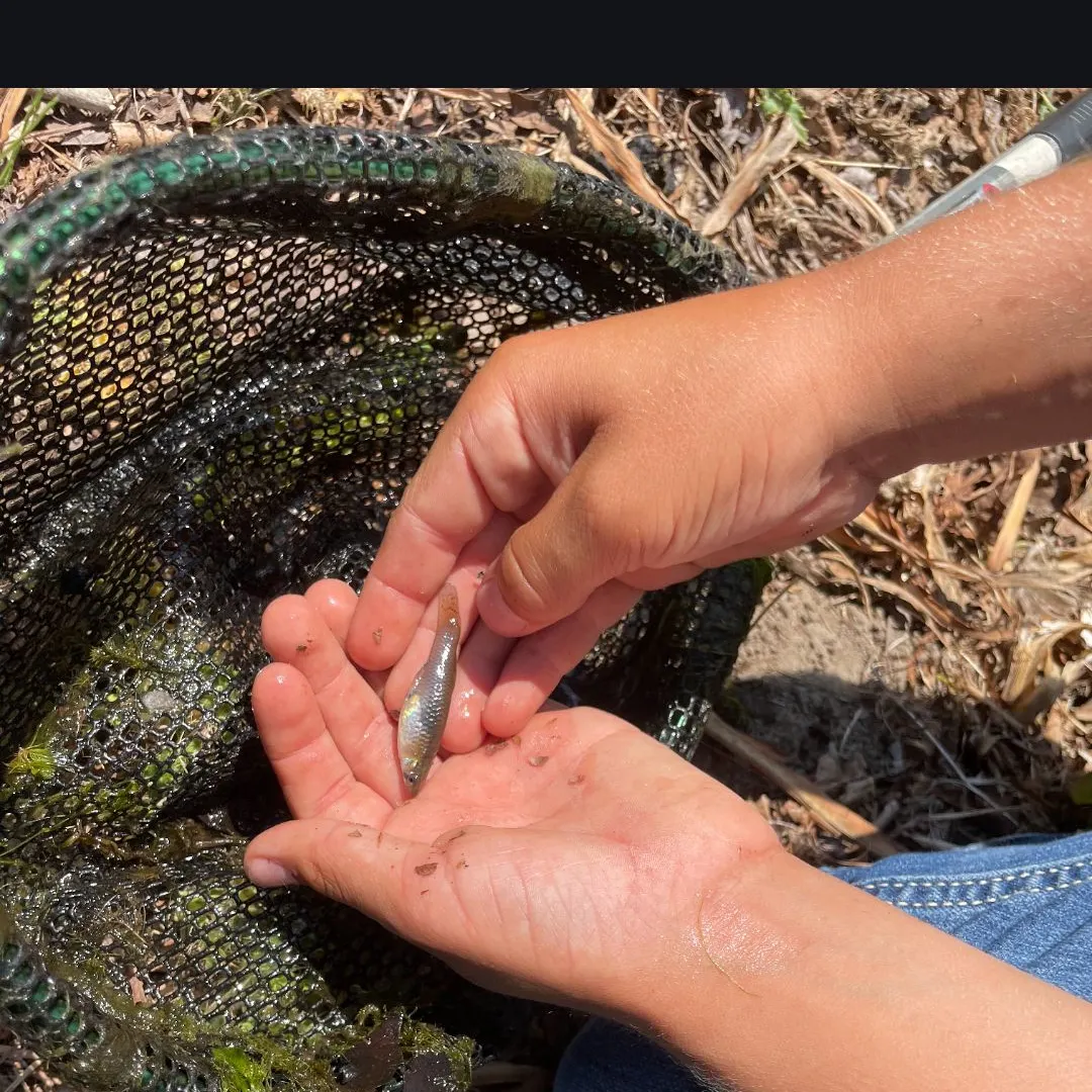 The most recent Western mosquitofish catches on Fishbrain