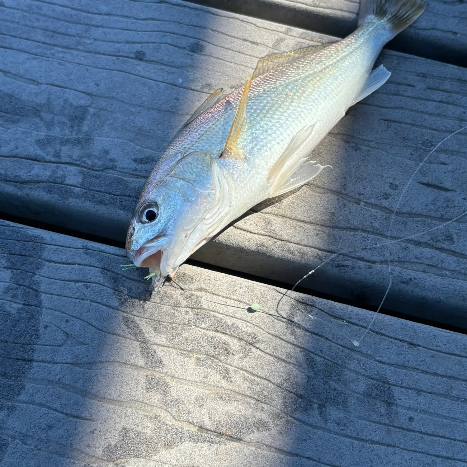 The most recent White croaker catches on Fishbrain