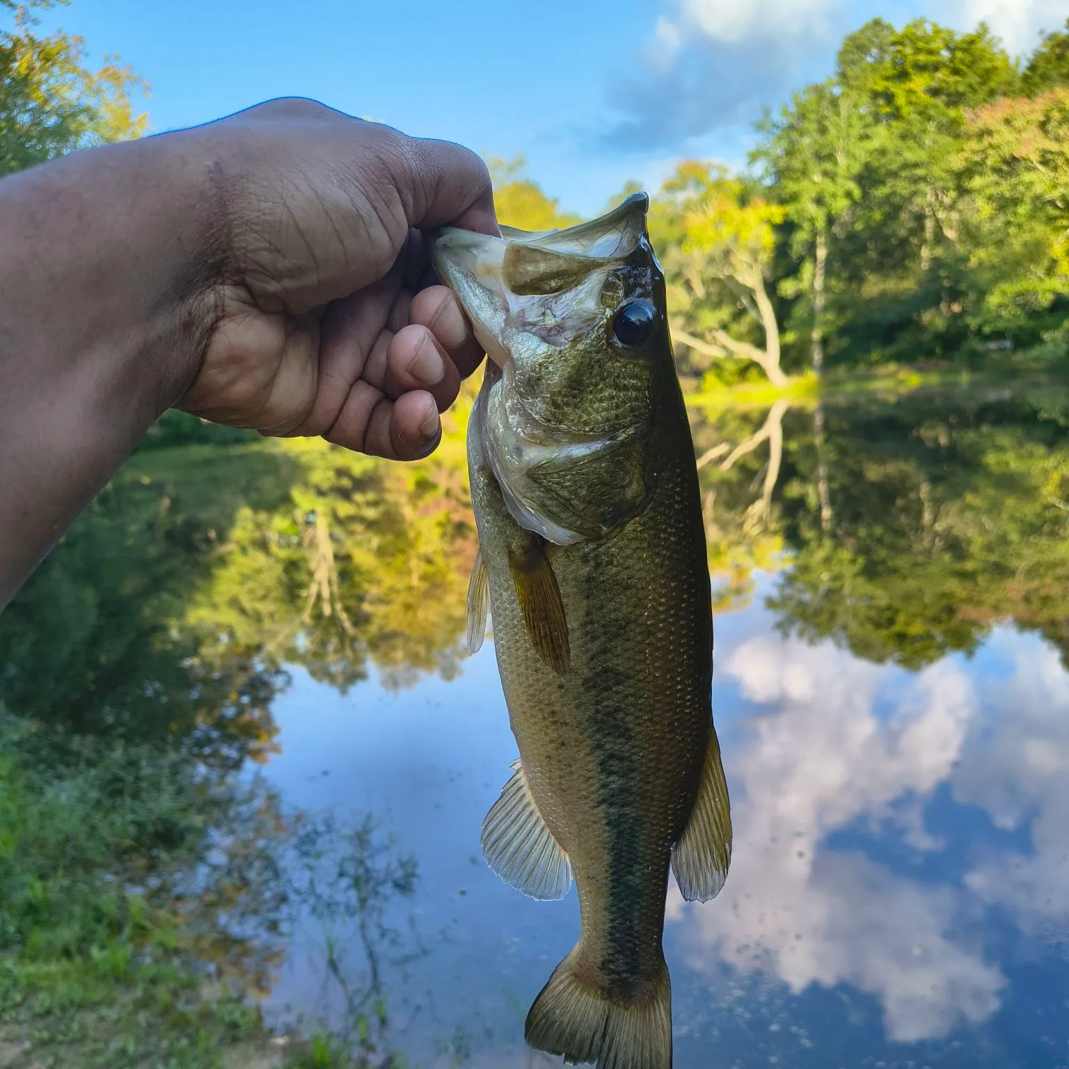 Largemouth bass caught on Fishbrain