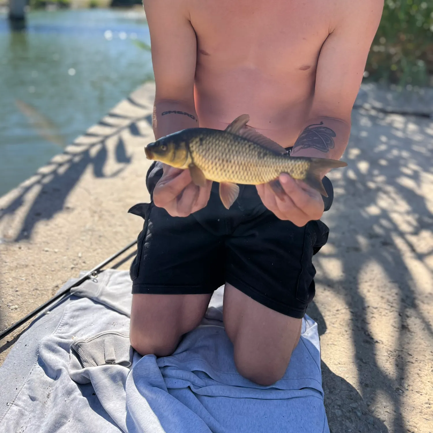 Common carp caught on Fishbrain
