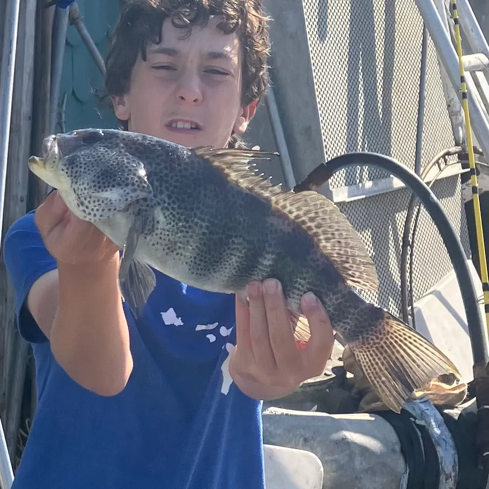 Spotted sand bass caught on Fishbrain