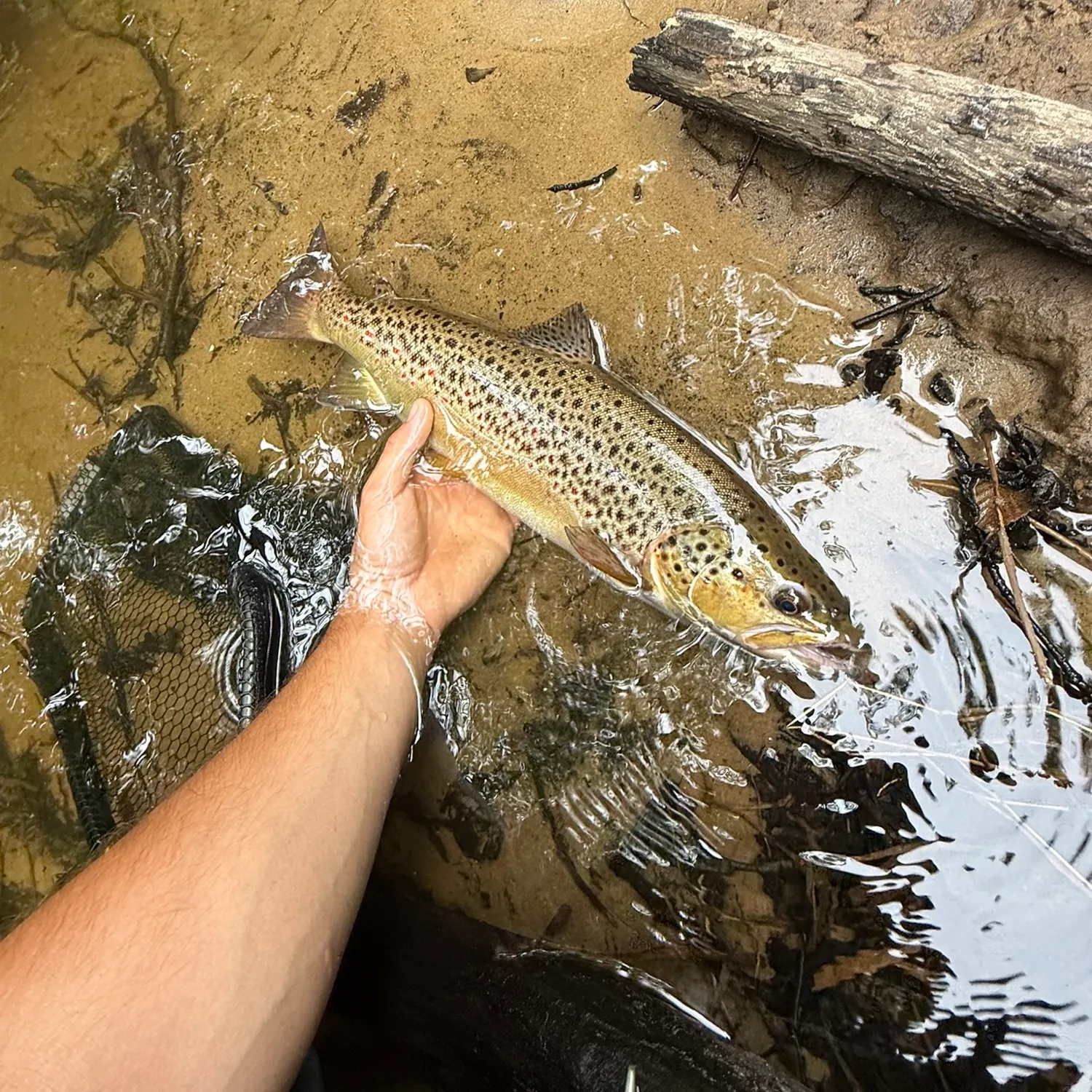 Brown trout caught on Fishbrain
