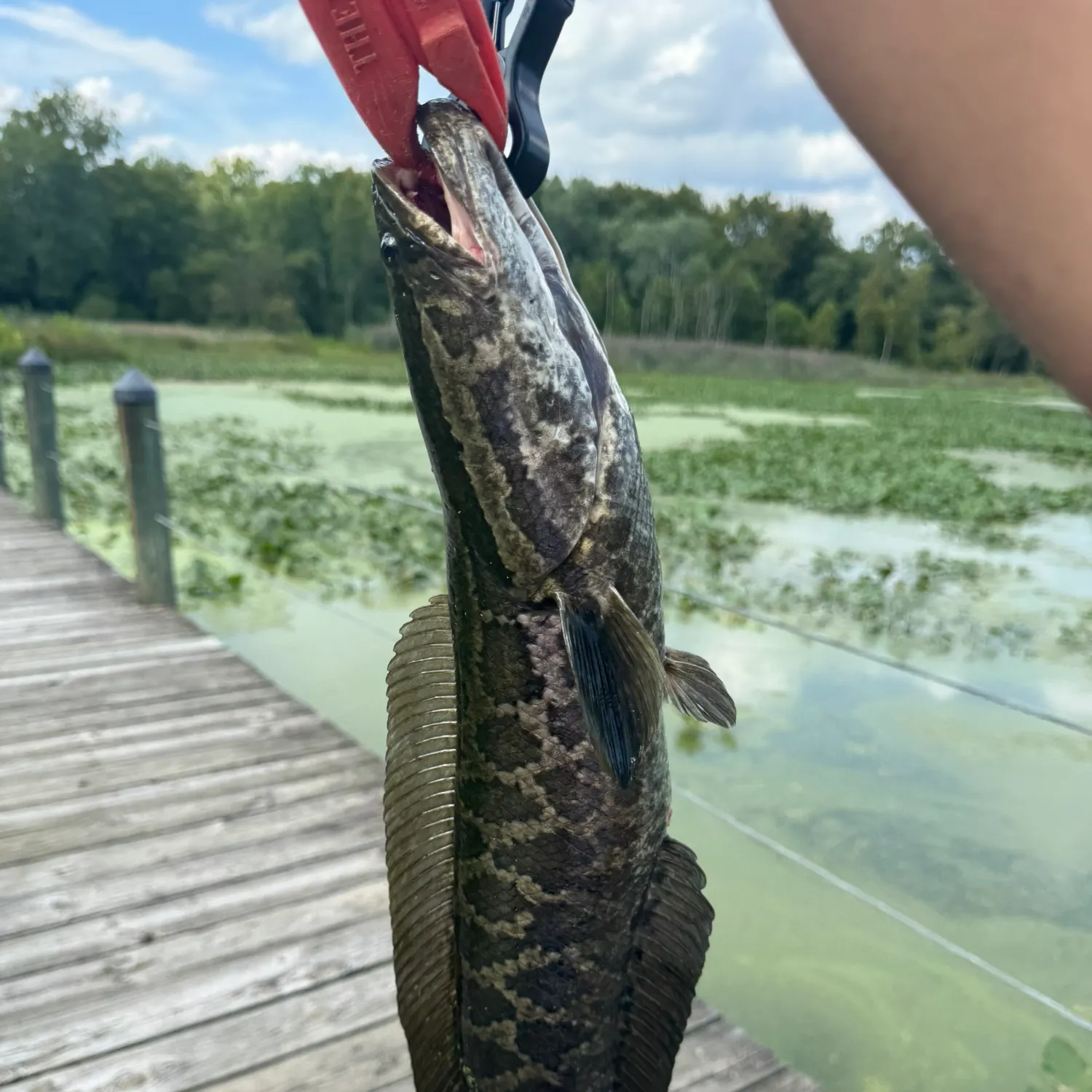 catch