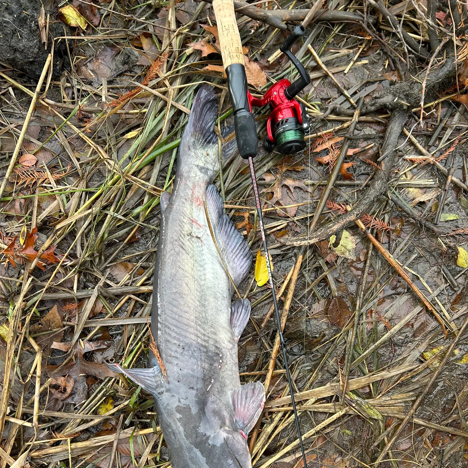 The most recent White bullhead catches on Fishbrain