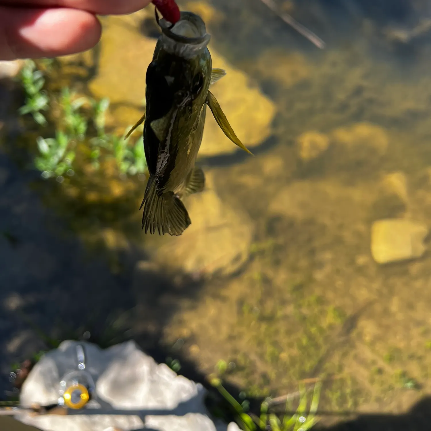 Redear sunfish caught on Fishbrain