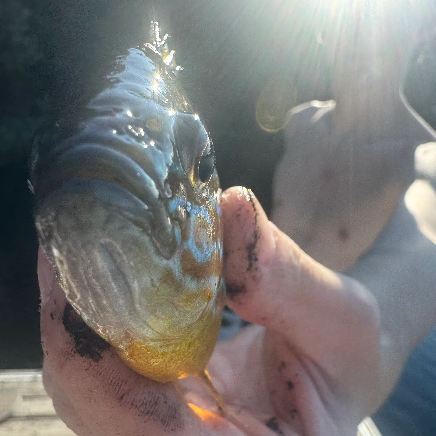 Pumpkingill hybrid caught on Fishbrain