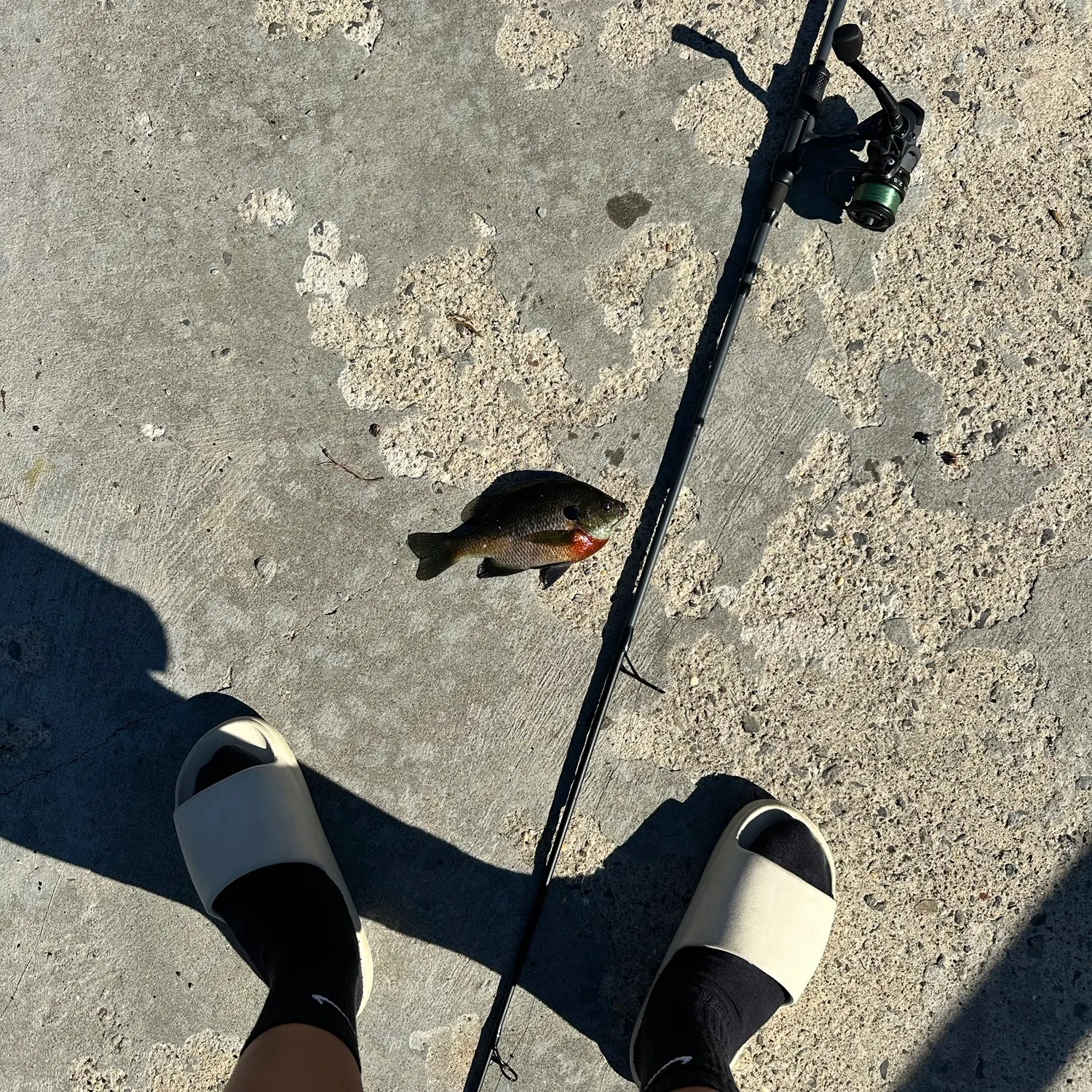 Bluegill caught on Fishbrain
