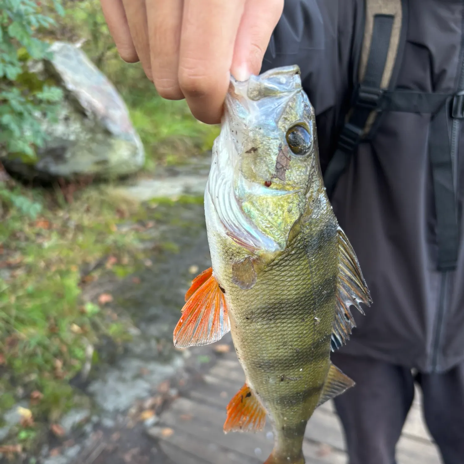 European perch caught on Fishbrain