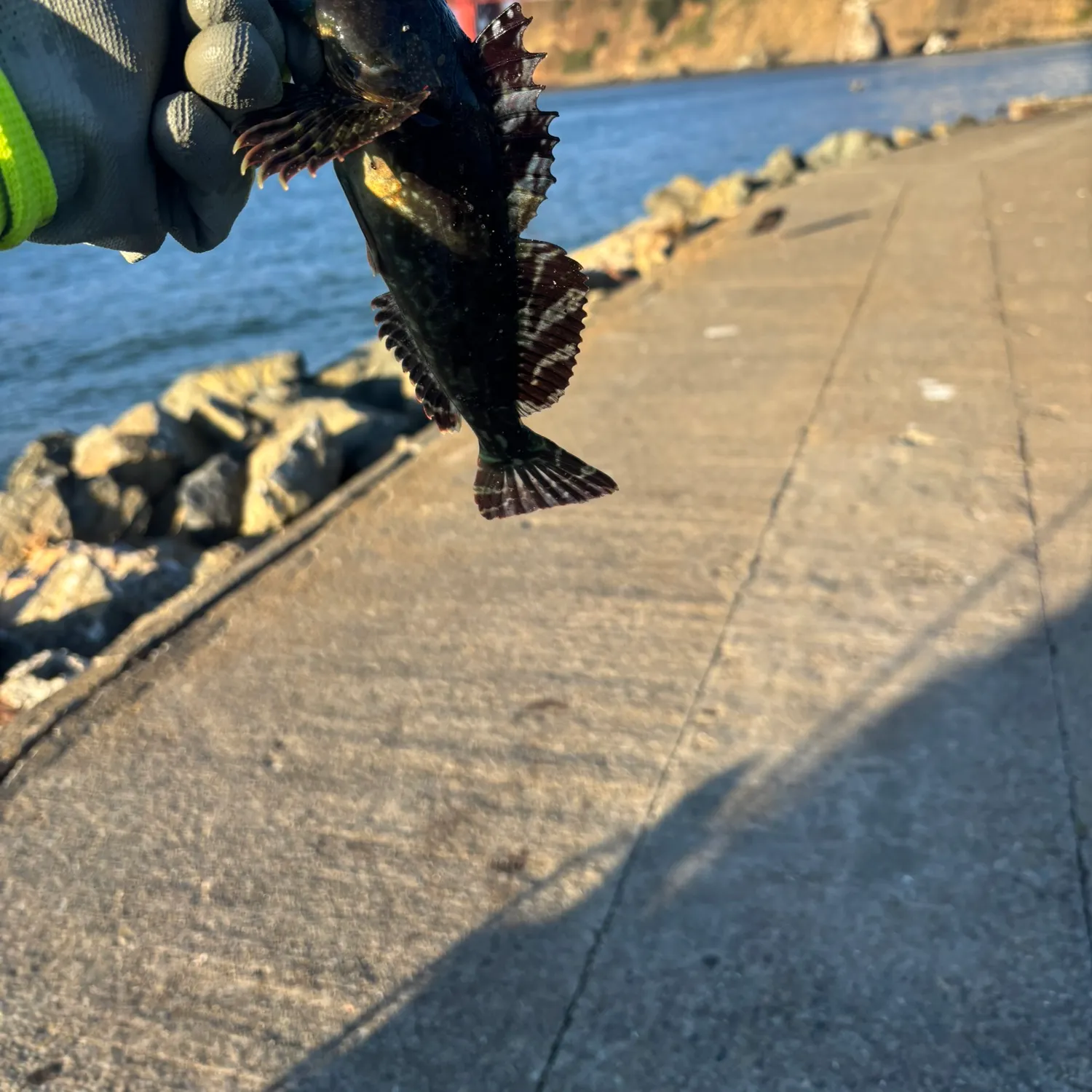 Cabezon caught on Fishbrain