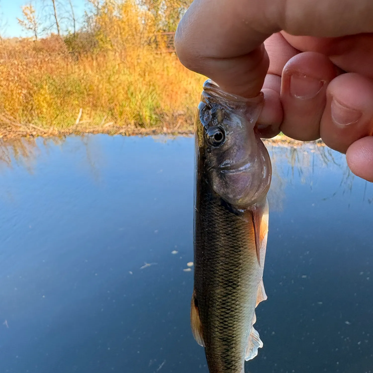 Creek chub caught on Fishbrain