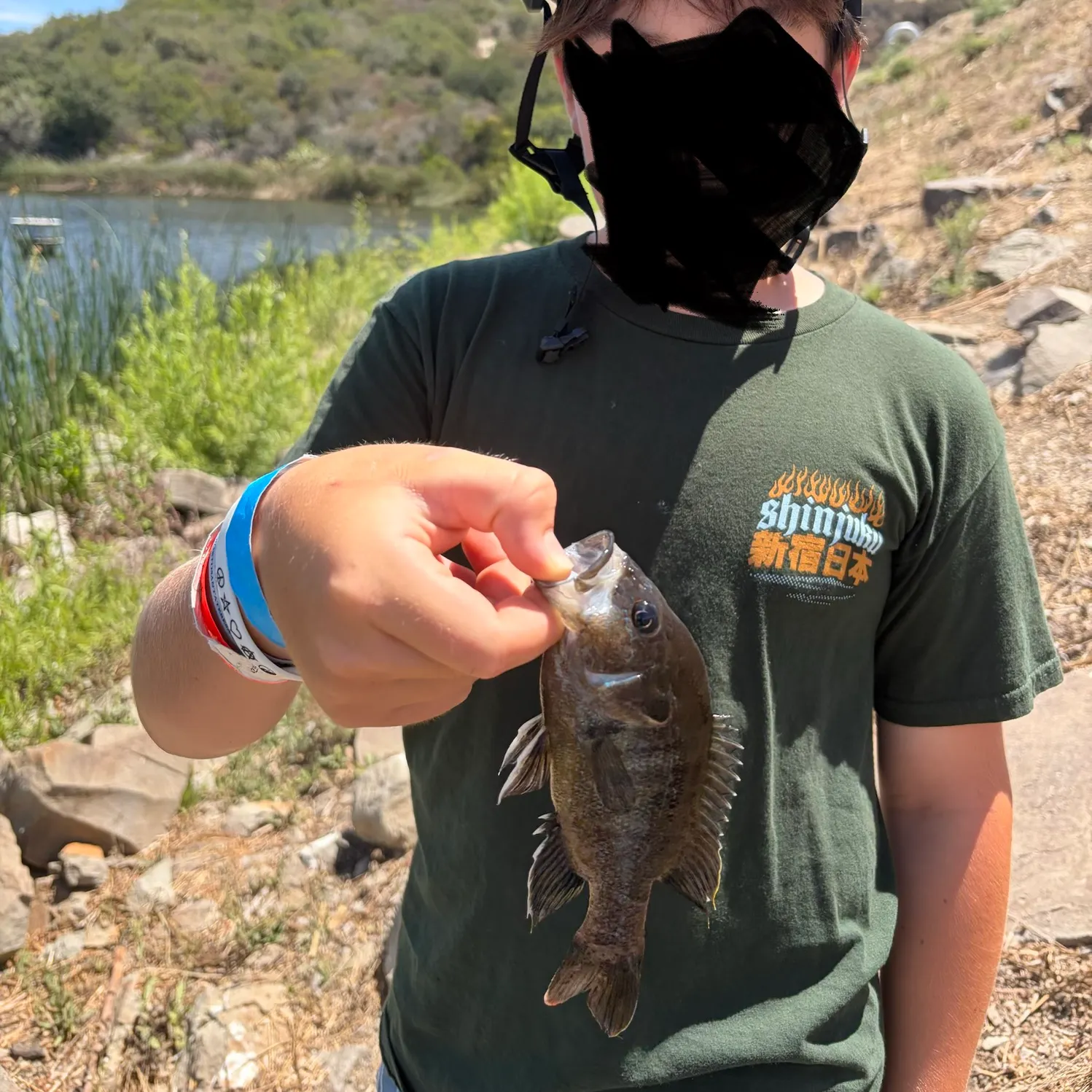 Bluegill caught on Fishbrain