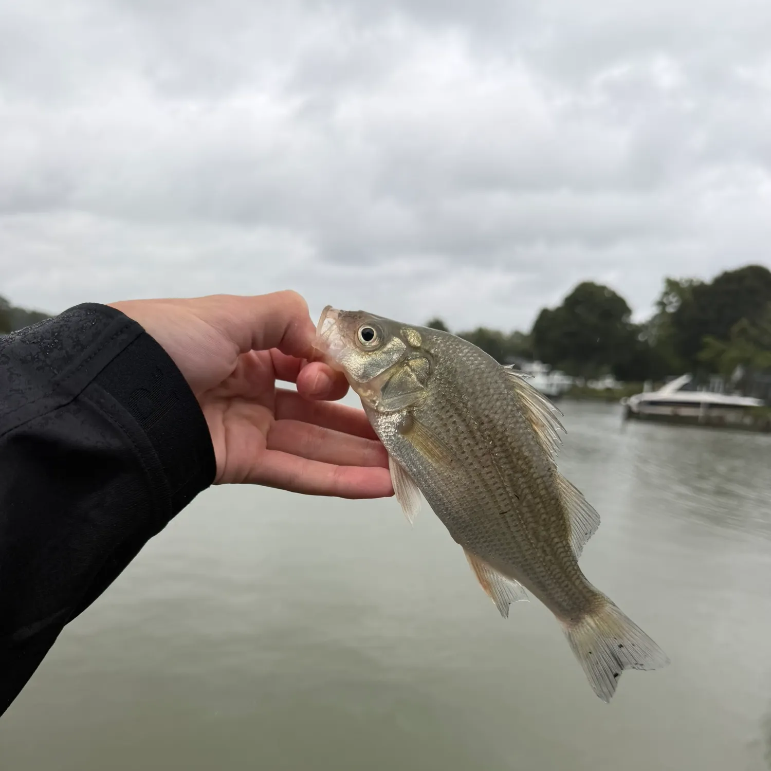 White perch caught on Fishbrain