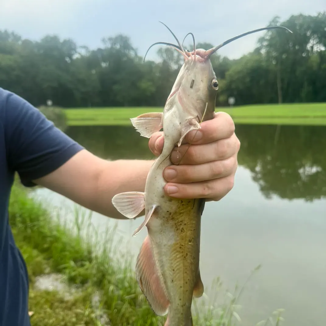 Channel catfish caught on Fishbrain