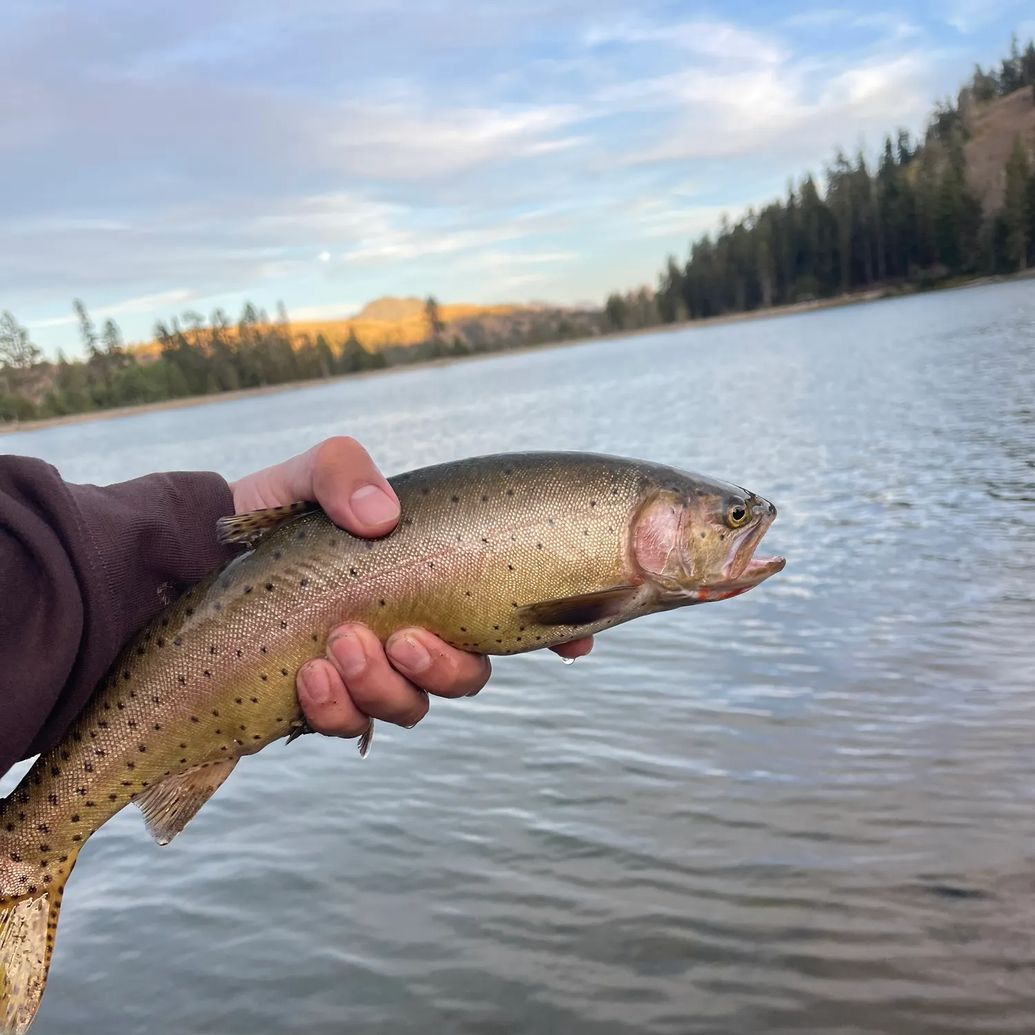 Cutthroat trout caught on Fishbrain