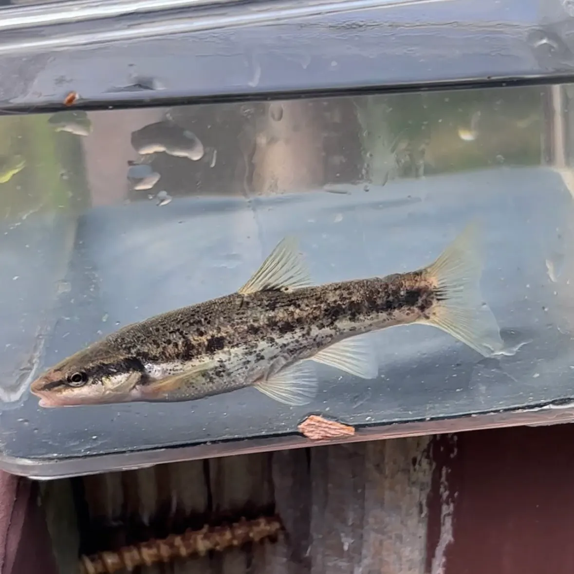 The most recent Western blacknose dace catches on Fishbrain