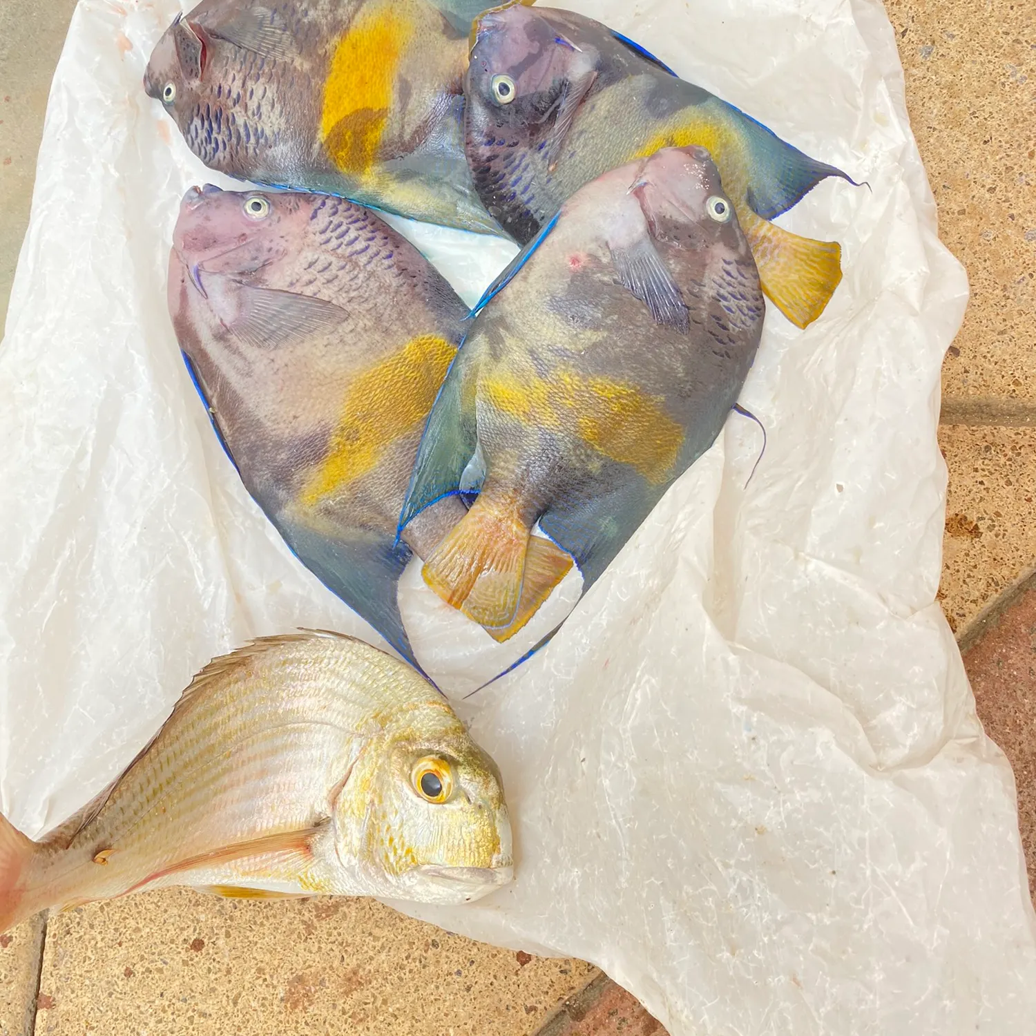 recently logged catches