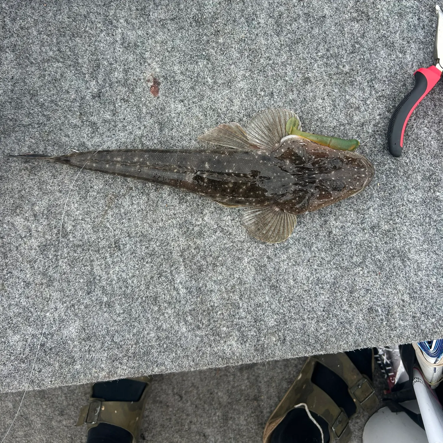 recently logged catches