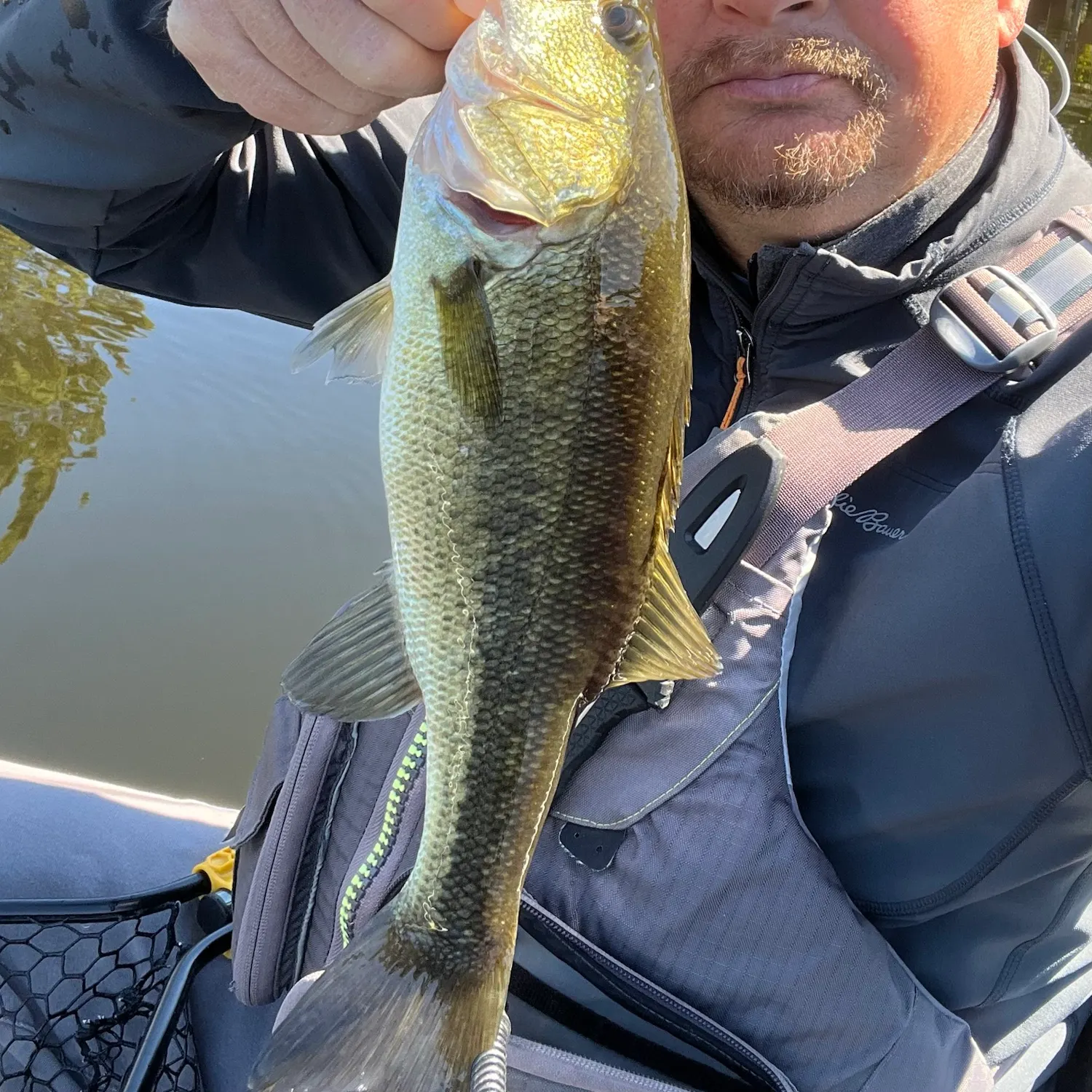 Largemouth bass caught on Fishbrain