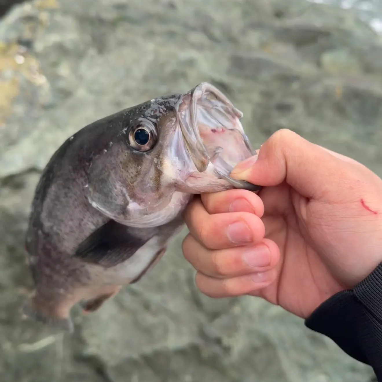Black rockfish caught on Fishbrain