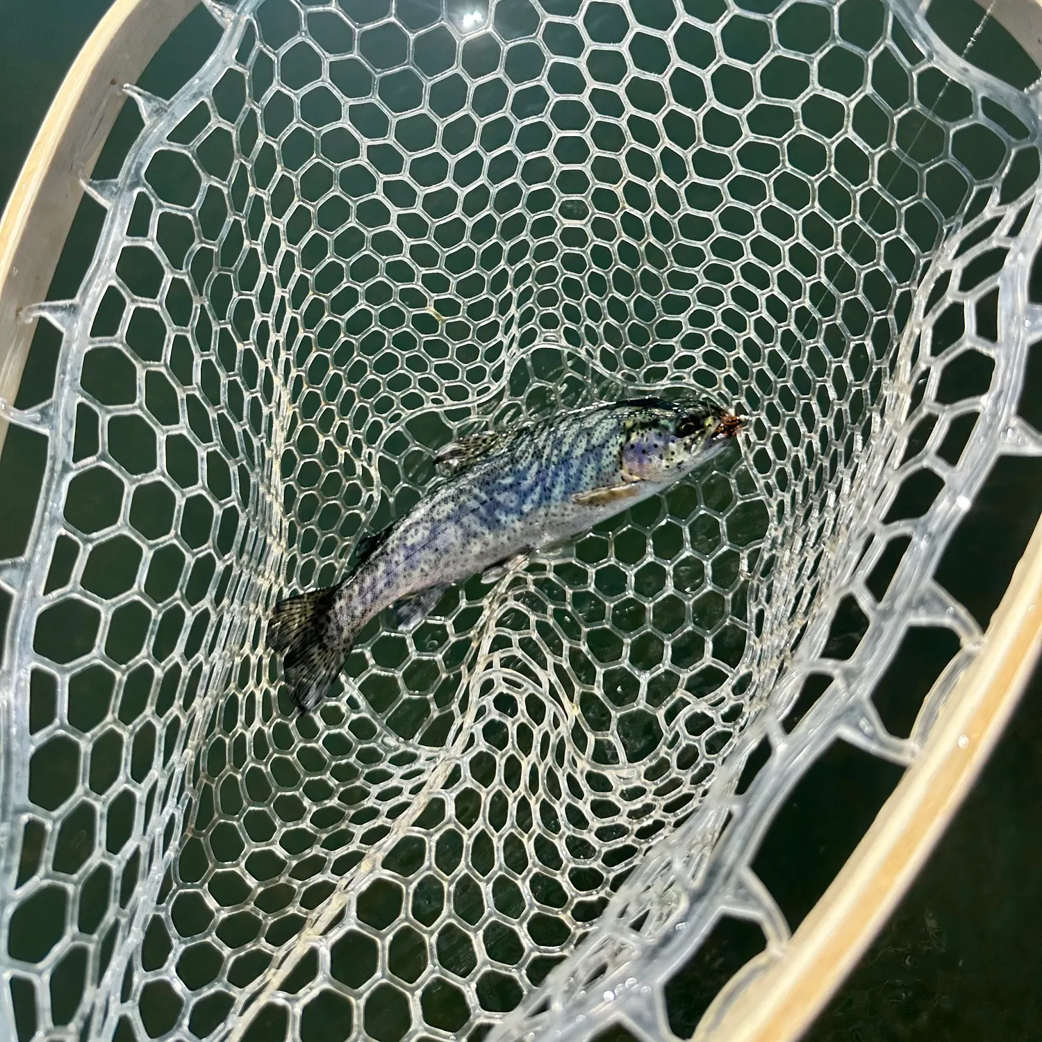 Rainbow trout caught on Fishbrain