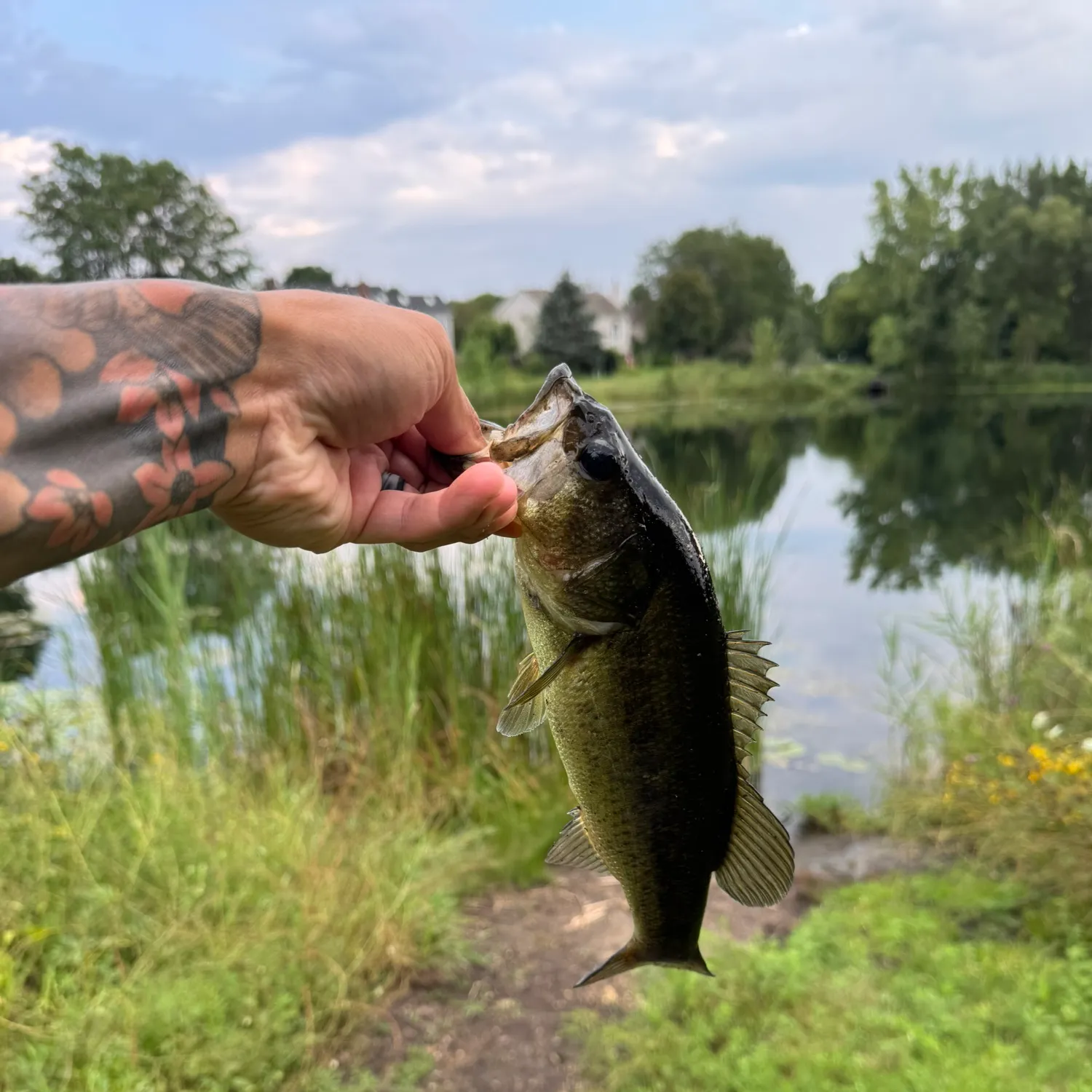 Largemouth bass caught on Fishbrain
