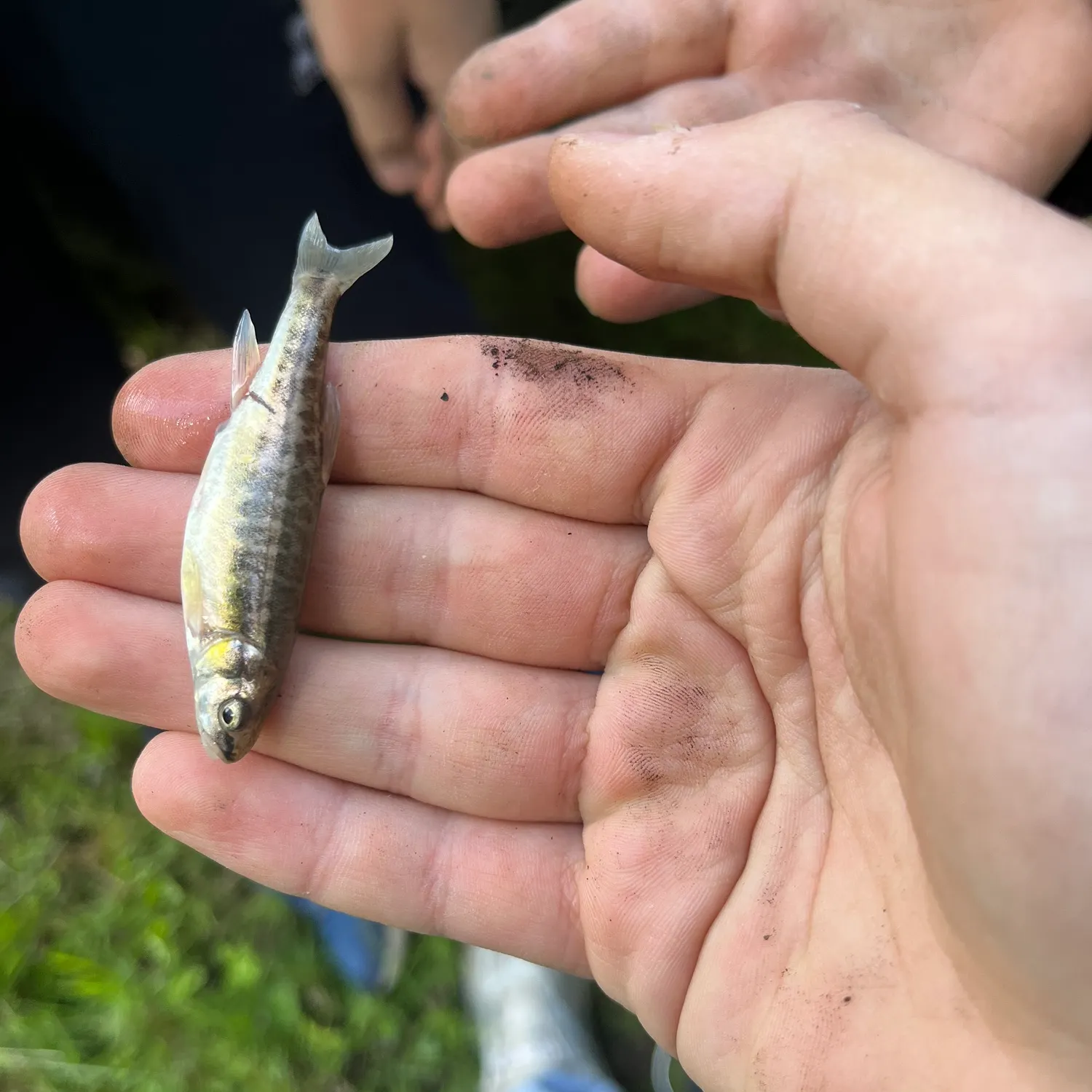The most recent Vairone catches on Fishbrain