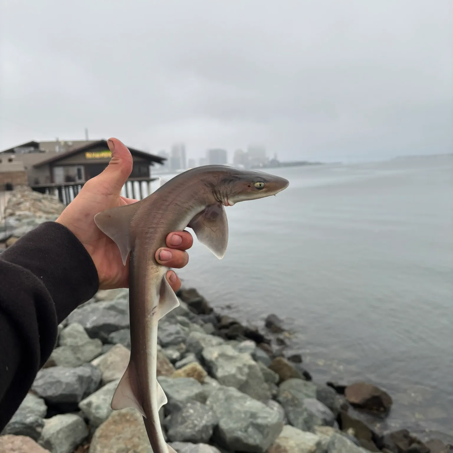 The most recent Grey smooth-hound catches on Fishbrain