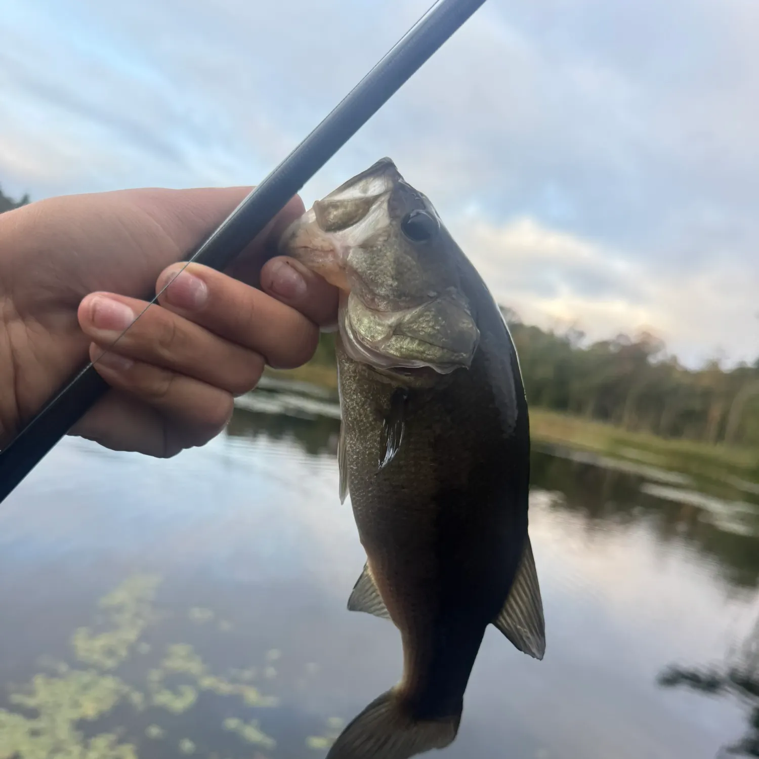 Largemouth bass caught on Fishbrain