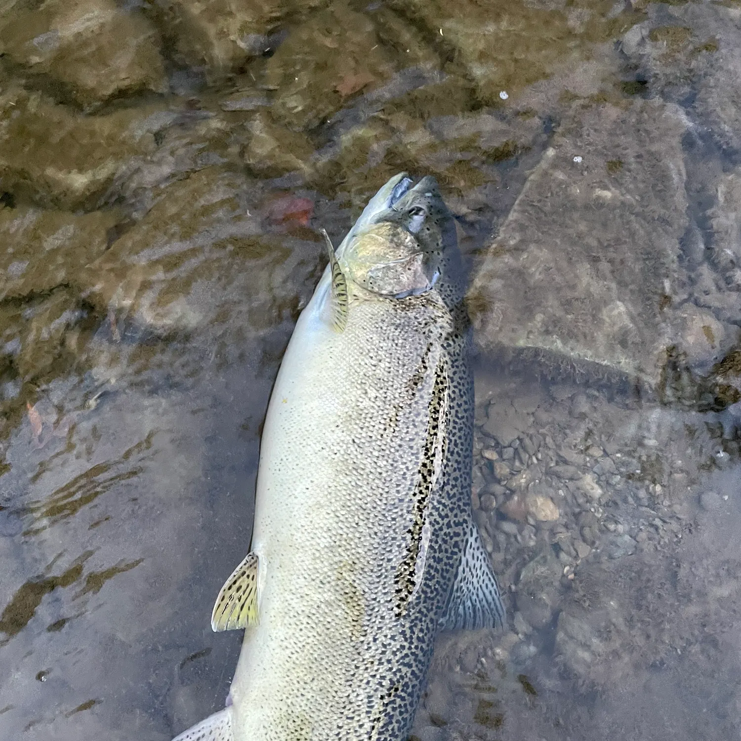 Chinook salmon caught on Fishbrain