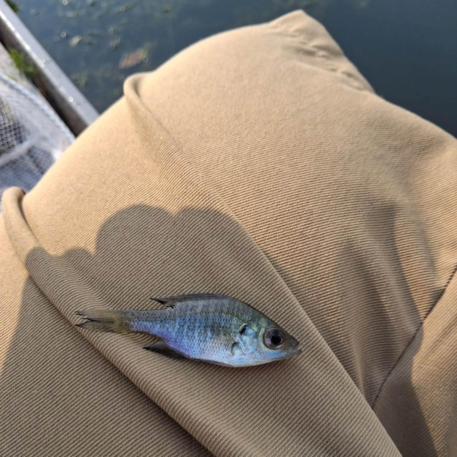 Bluegill caught on Fishbrain