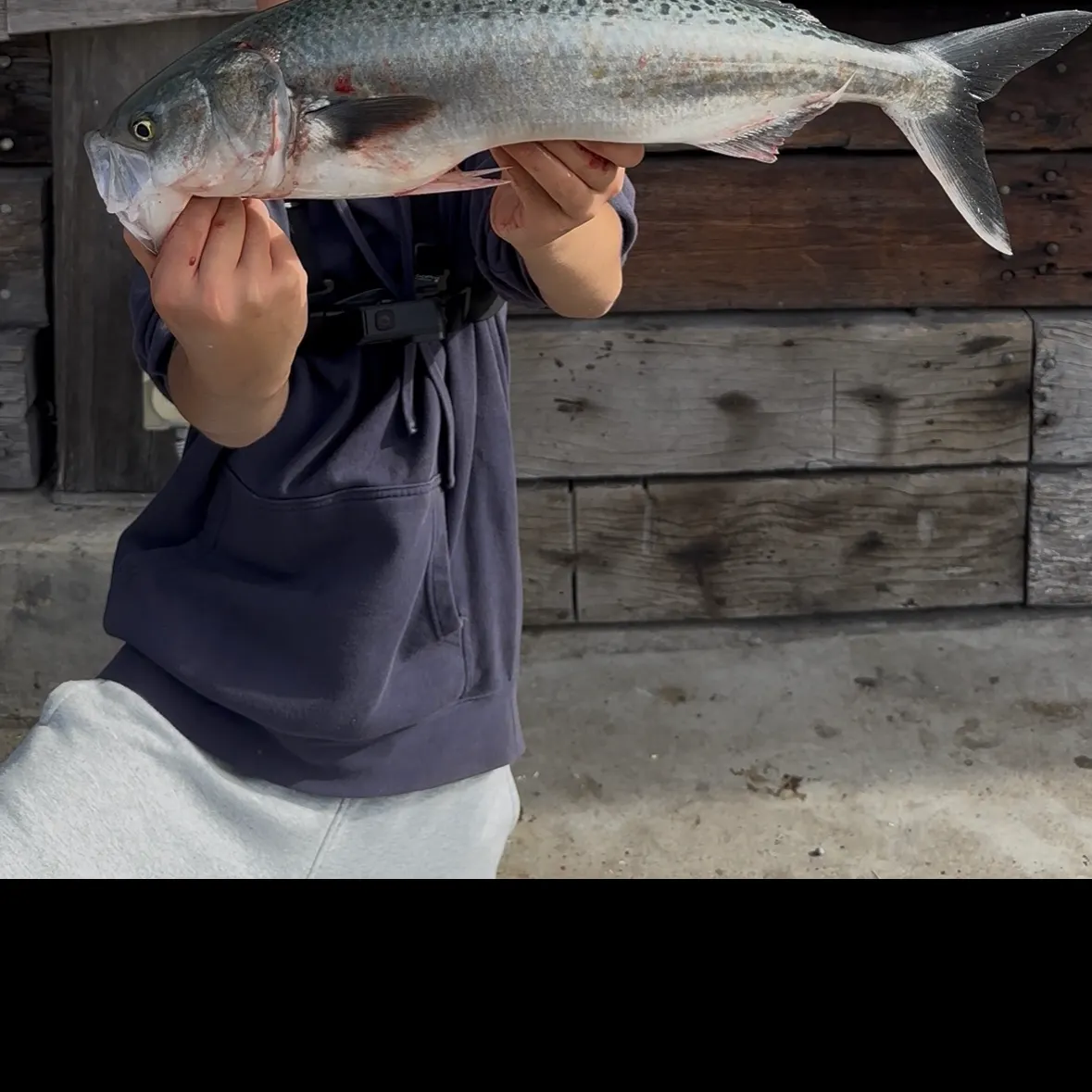 The most recent Eastern Australian salmon catches on Fishbrain