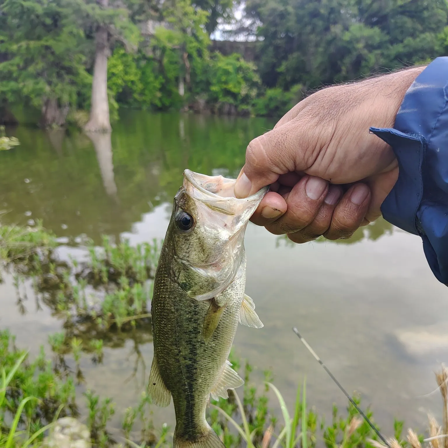 angler catch