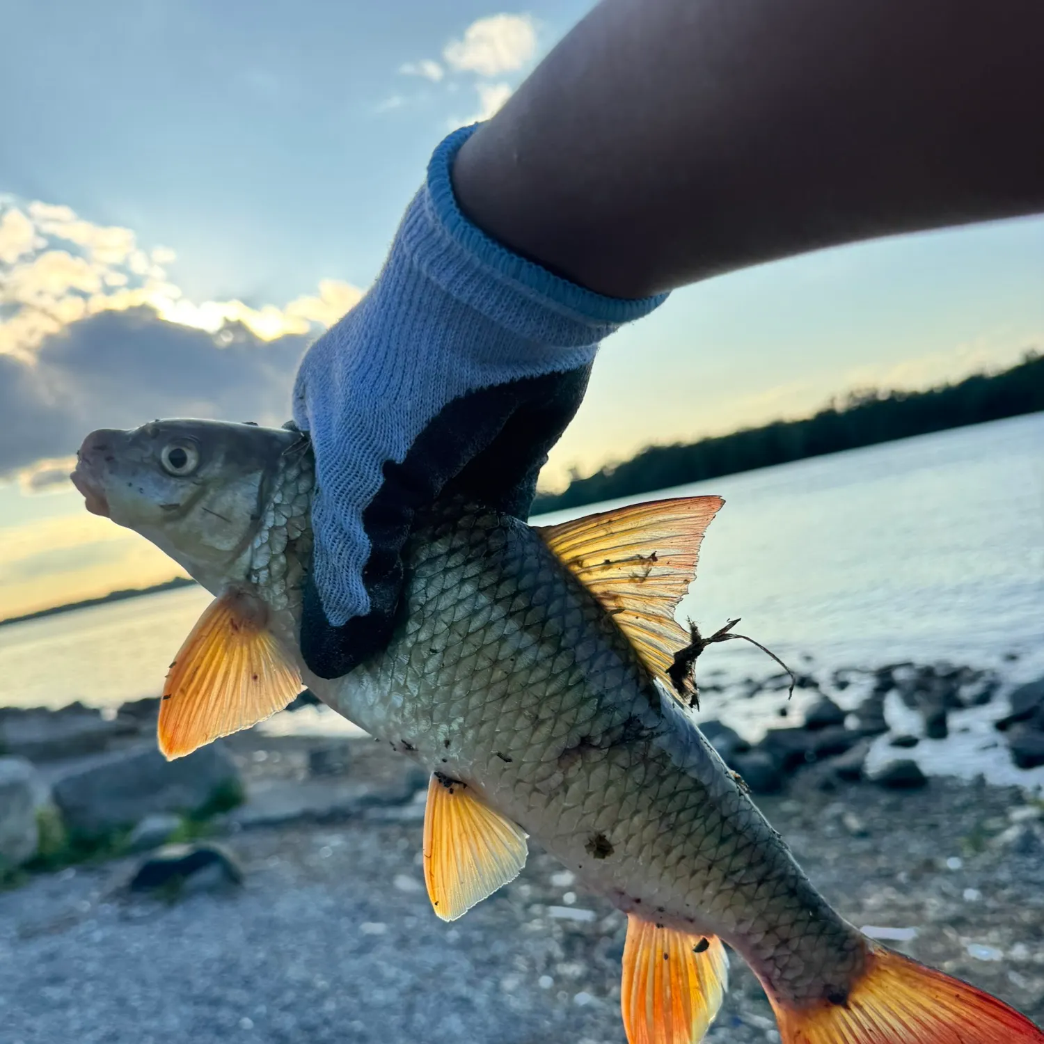 The most recent River redhorse catches on Fishbrain