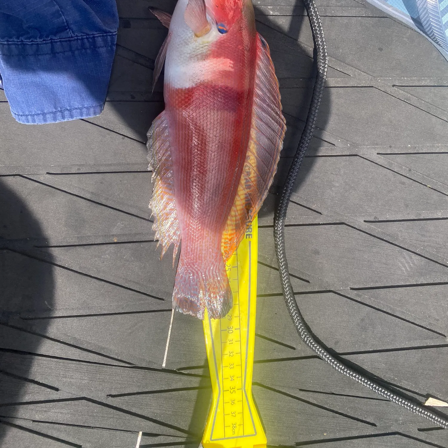 The most popular recent Western king wrasse catch on Fishbrain