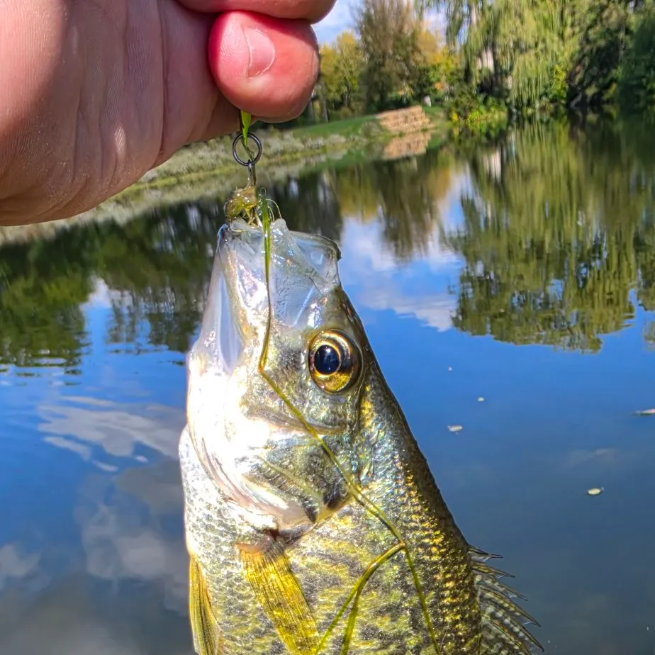 Black crappie caught on Fishbrain