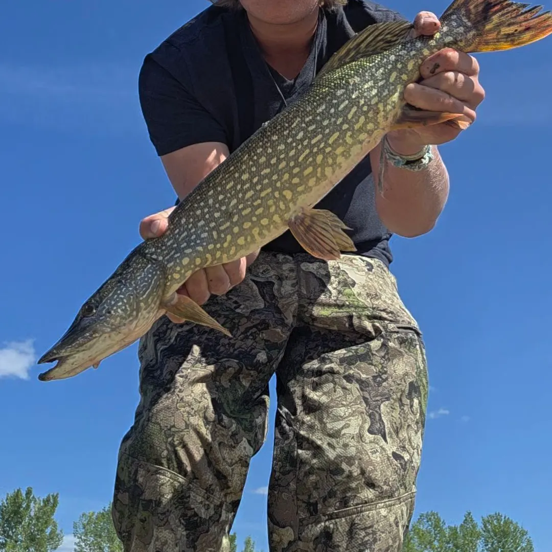 Northern pike caught on Fishbrain