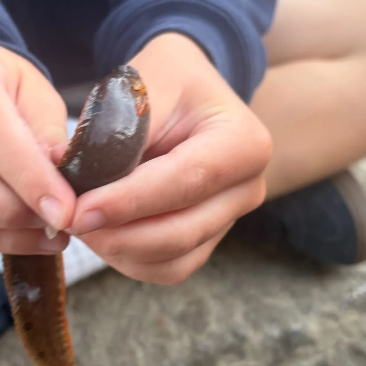 The most recent Rock gunnel catches on Fishbrain