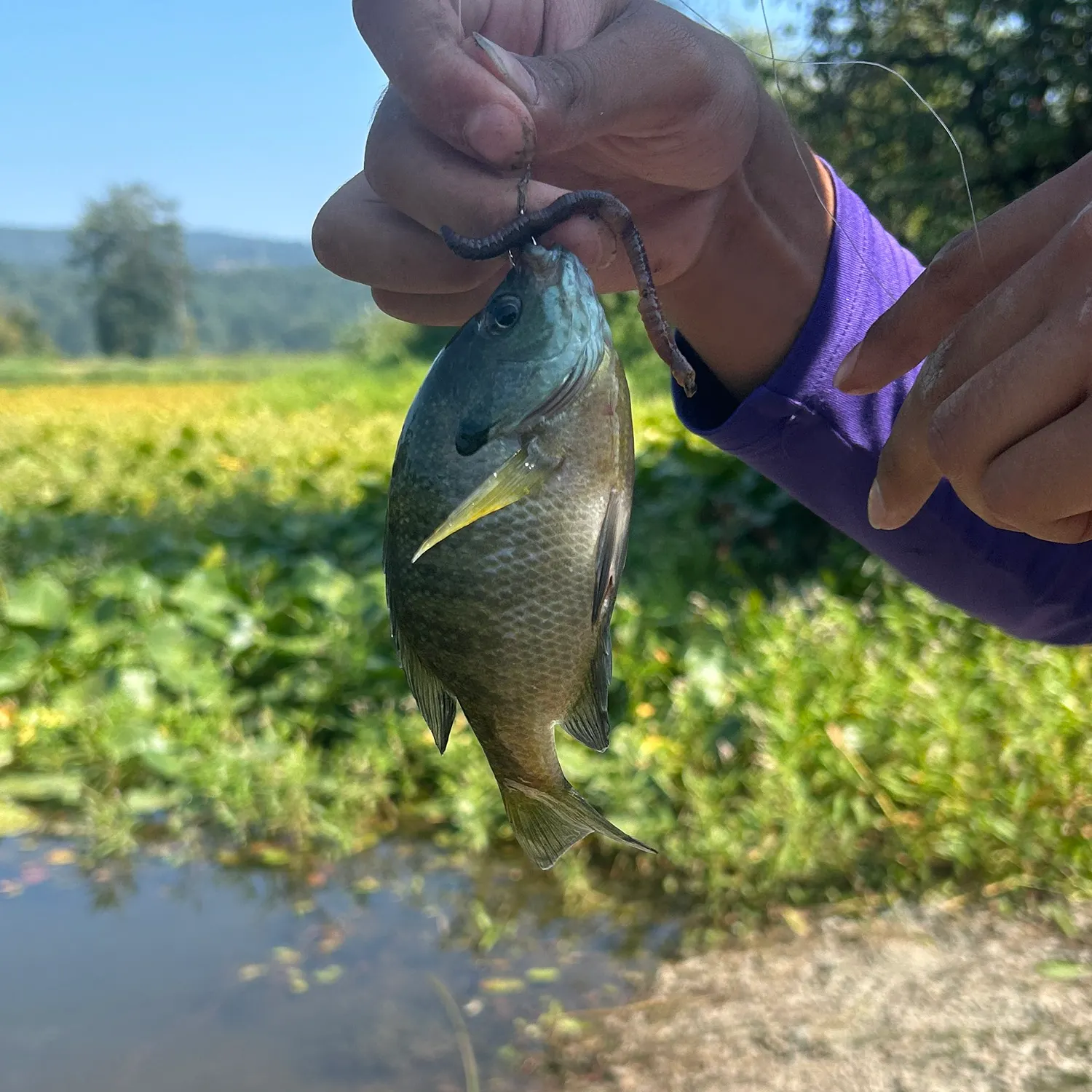 Bluegill caught on Fishbrain