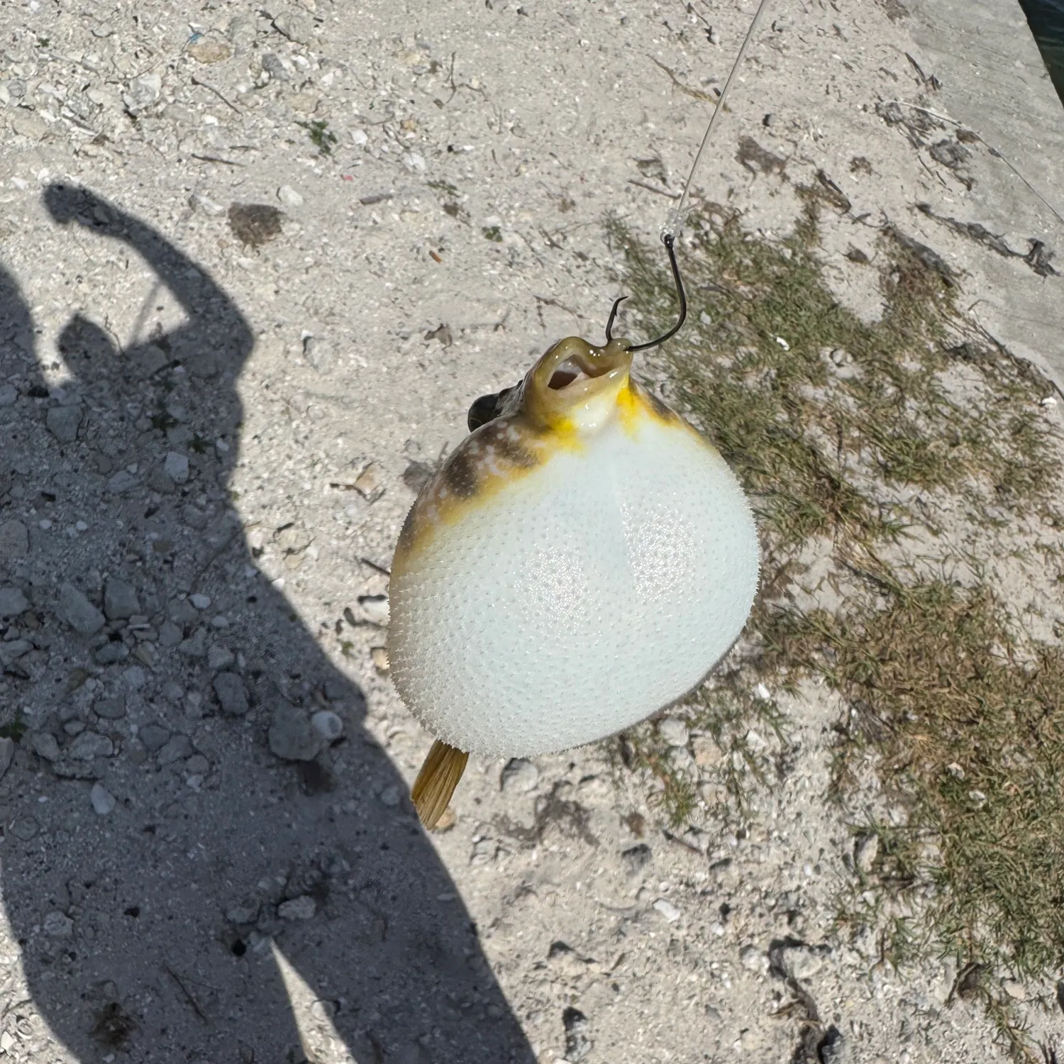 The most recent Southern puffer catches on Fishbrain