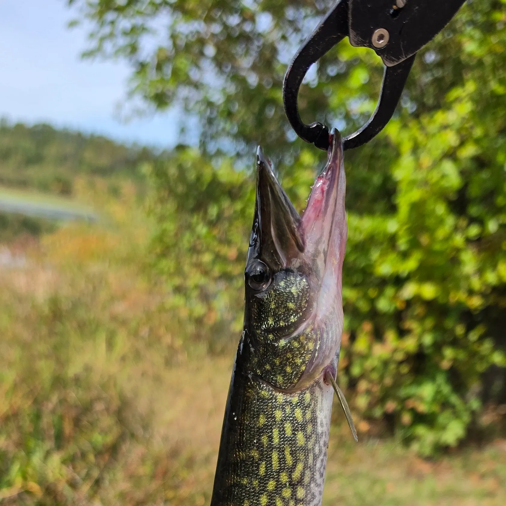 Chain pickerel caught on Fishbrain