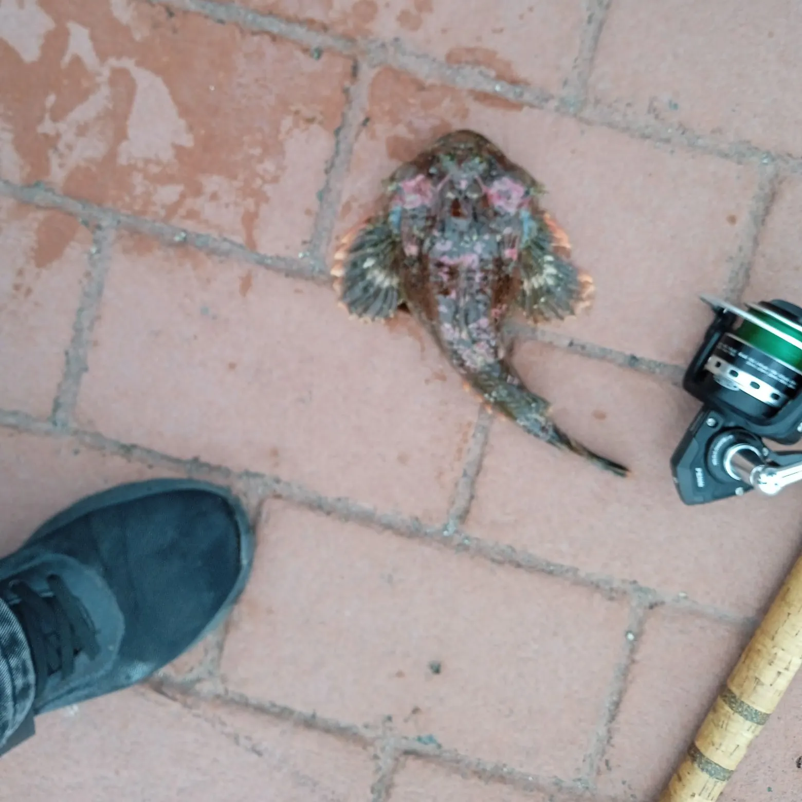 The most recent Buffalo sculpin catches on Fishbrain