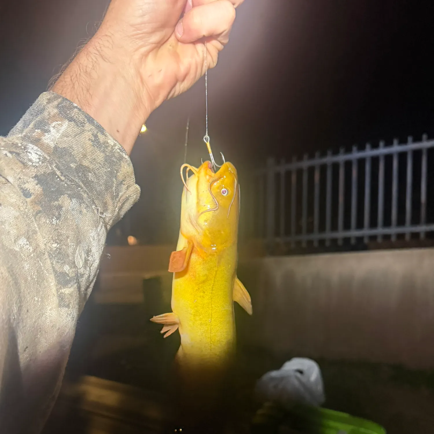Yellow bullhead caught on Fishbrain